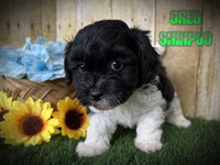 Oreo Male Shihpoo $1200