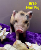 Oreo Male Mini Pot Belly Pig $450