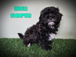 Shihpoo