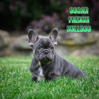 Oscar Male French Bulldog $2200
