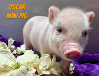 Oscar Male Mini Pot Belly Pig $450