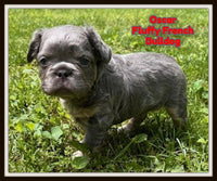 Oscar Male AKC Fluffy French Bulldog $3000