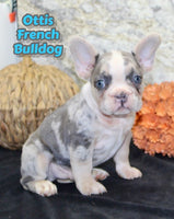 Ottis Male AKC French Bulldog $1800