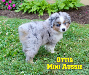 Mini Australian Shepherd