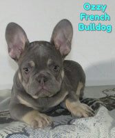 Ozzy Male AKC French Bulldog $1650