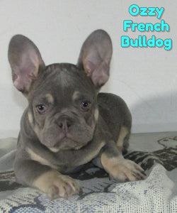 French Bulldog