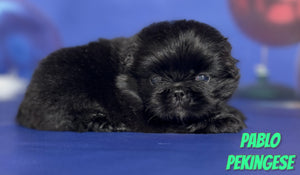 Pekingese