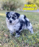 Panda Male Pomsky $875