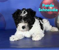 Panda Male Schnoodle $1325