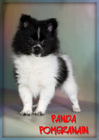Pomeranian