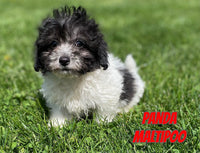 Panda Male Maltipoo $1375