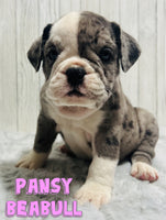 Pansy Female Beabull $975