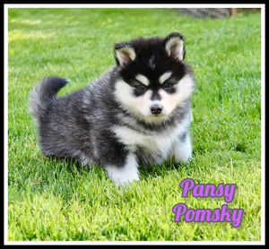Pomsky
