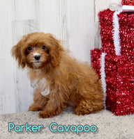 Cavapoo