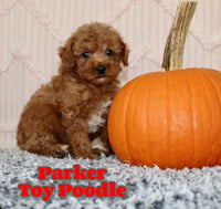Parker Male AKC Toy Poodle $875