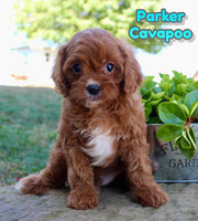 Parker Male Cavapoo $950