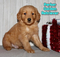 Parker Male AKC Golden Retriever $995