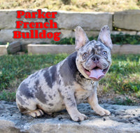 Parker Male AKC French Bulldog $1295