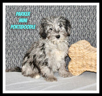 Parker Male Mini Portidoodle $1395