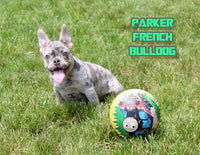 Parker Male AKC French Bulldog $2499