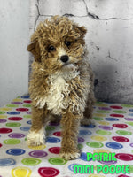 Patrik Male ICA Mini Poodle $545