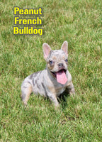 Peanut Male AKC French Bulldog $650