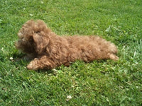 Peanut Male Mini Poodle $950