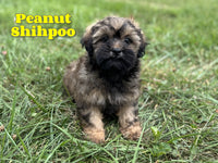 Peanut Male Shihpoo $950