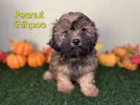 Peanut Male Shihpoo $750