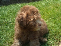 Peanut Male Mini Poodle $950