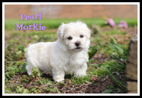 Pearl Female Morkie $1600