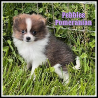 Pomeranian