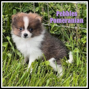 Pomeranian