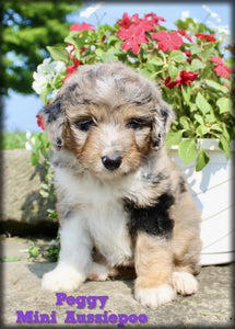 Mini Aussiepoo