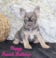 Peggy Female AKC French Bulldog $1400