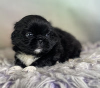 Pekingese