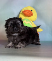 Pekingese