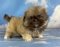 Pekingese