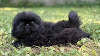 Pekingese