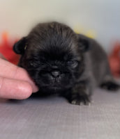 Pekingese