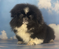 Pekingese