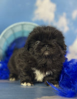 Pekingese