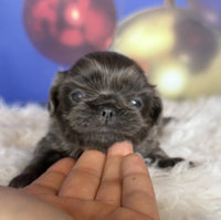 Pekingese
