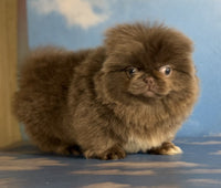 Pekingese