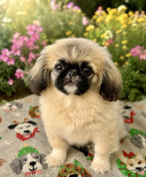 Pekingese