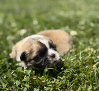 Pekingese