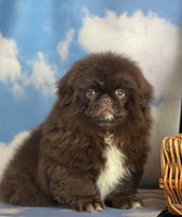  Pekingese 