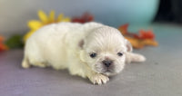 Pekingese
