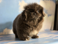 Pekingese