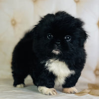 Pekingese